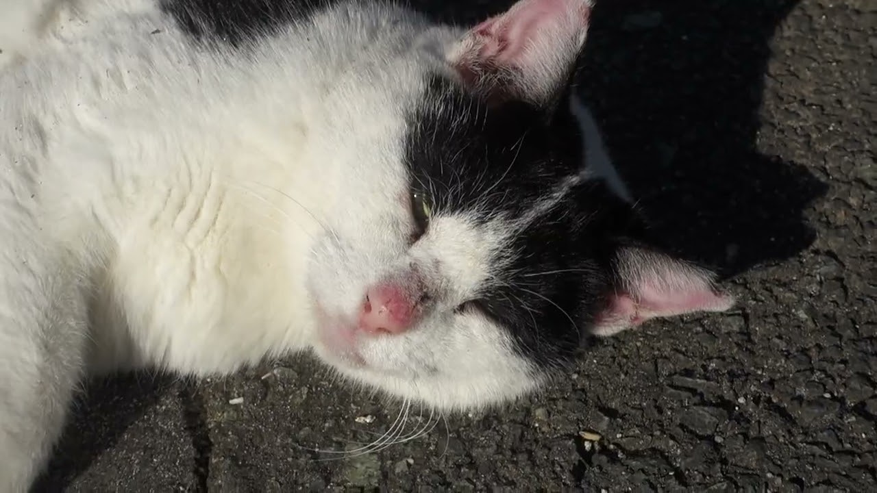 【Cat Video】 meowmeow Happy #cat   #cats  #cute