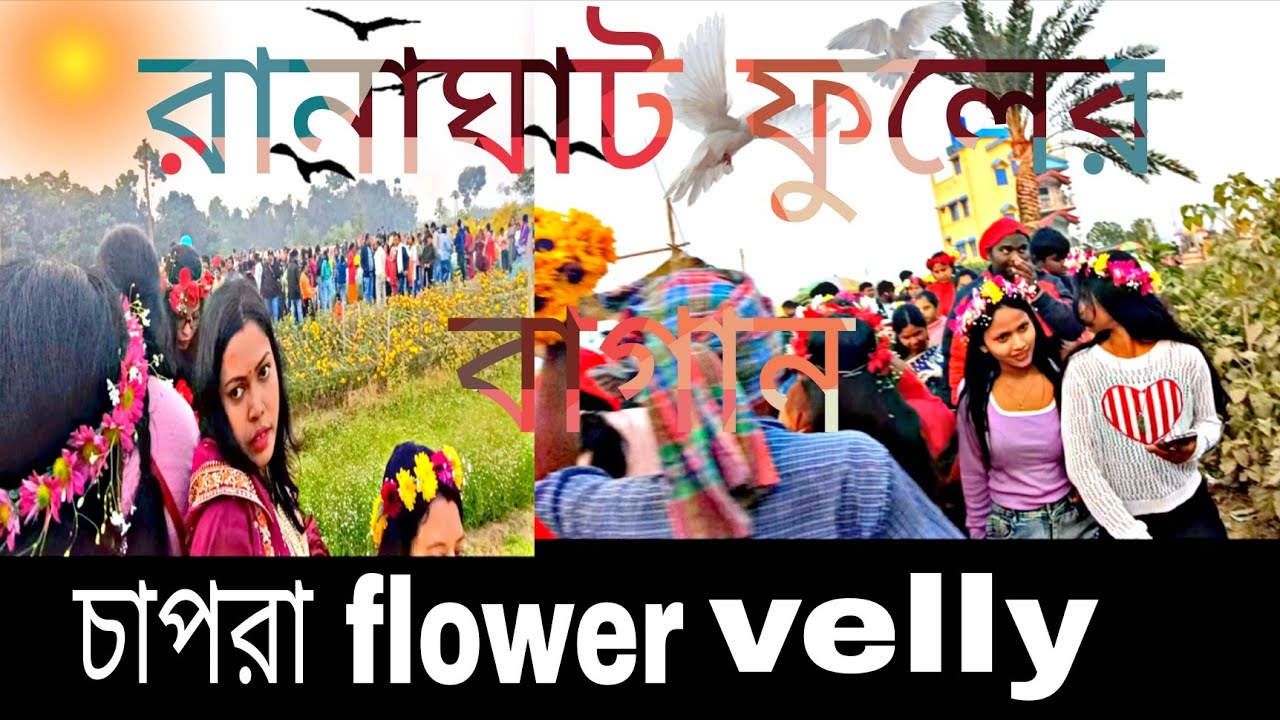 রানাঘাট চাপরা flower🌹🌼 ভেলি#bike ride#subscribe #viralvlog#viralvideo#viral#chapra flower velly