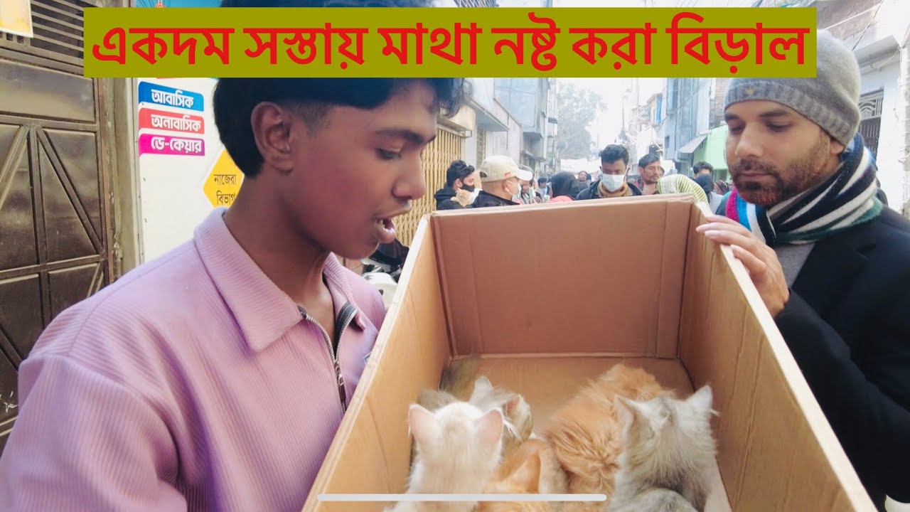 ঢাকার মধ্যে বিড়াল হা'ট | Persian cat pri*ce bd | মিরপুর ১ বিড়াল হা'ট | Mirpur 1 cat mar*ket  2026