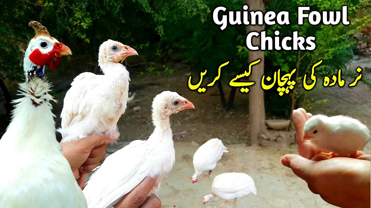 Guinea Fowl Chicks Male and Female Difference | Guinea Fowl Chicks Sound | White Guinea Fowl Chicks