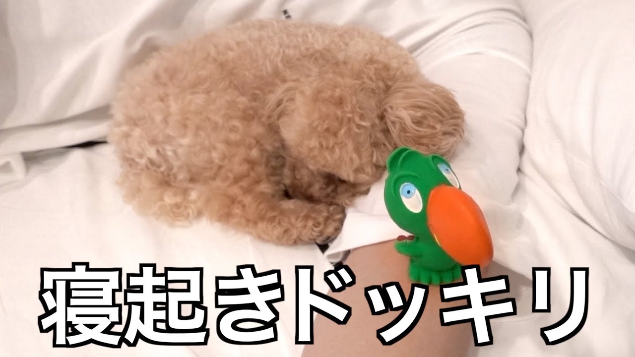 寝てる愛犬の前に新しいおもちゃを置いてみた！！