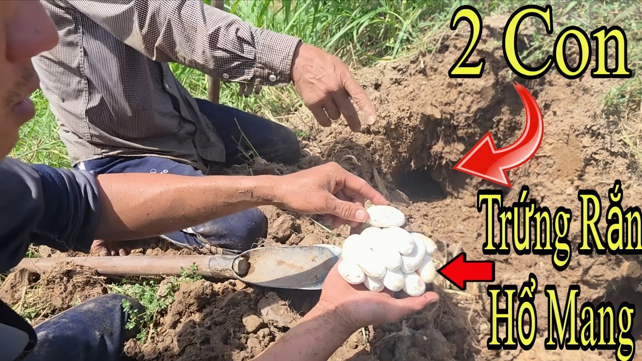 Trở Lại Địa Điểm Rắn Hổ Mang Cắn Chết Người Trúng Mánh Rắn Hổ Mang  || Giang Ca SB #68