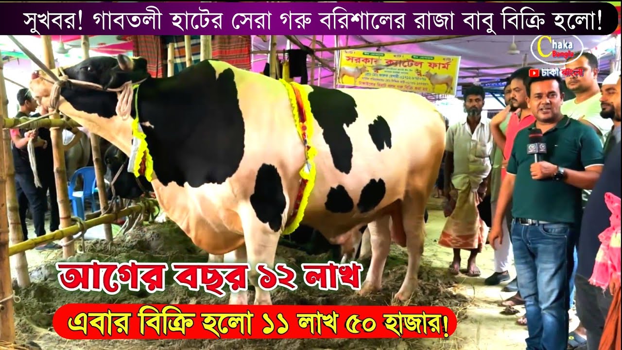ব্রেকিং নিউজ! ১৩০০ কেজি ওজনের বরিশালের রাজাবাবু বিক্রি হলো ১১ লাখ ৫০ হাজার। গাবতলী গরু 2023
