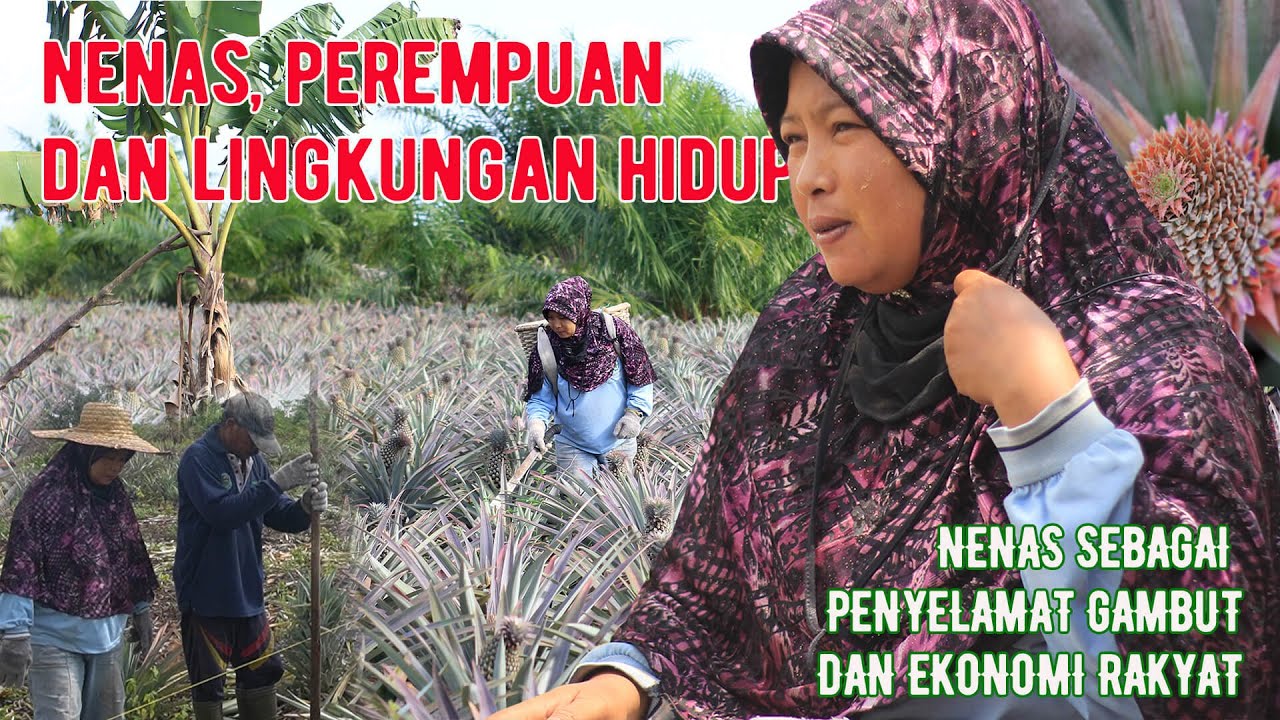 Nenas, Perempuan dan Lingkungan Hidup (Potret Hijau Walhi Riau - Eps 1)