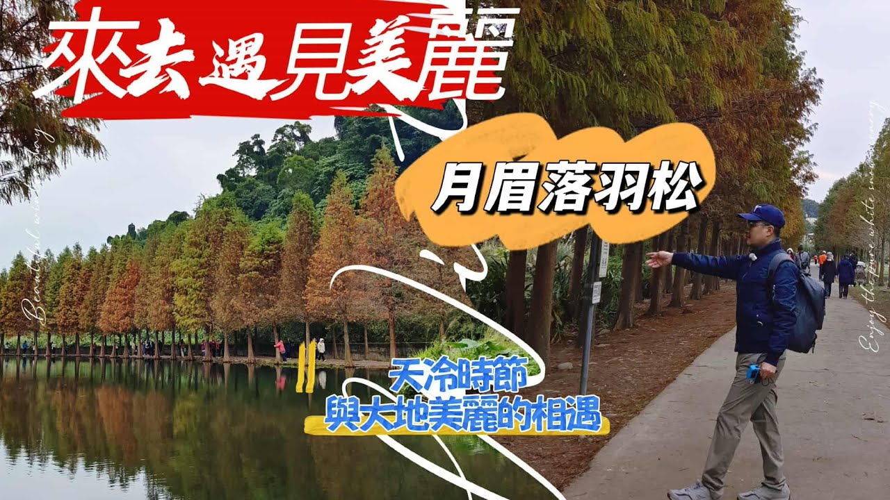 $2026月眉落羽松 來去 遇見美麗 天冷時節 與大地的美麗相遇  金色浪漫 富貴來 #大溪月眉濕地落羽松季 浪漫登場