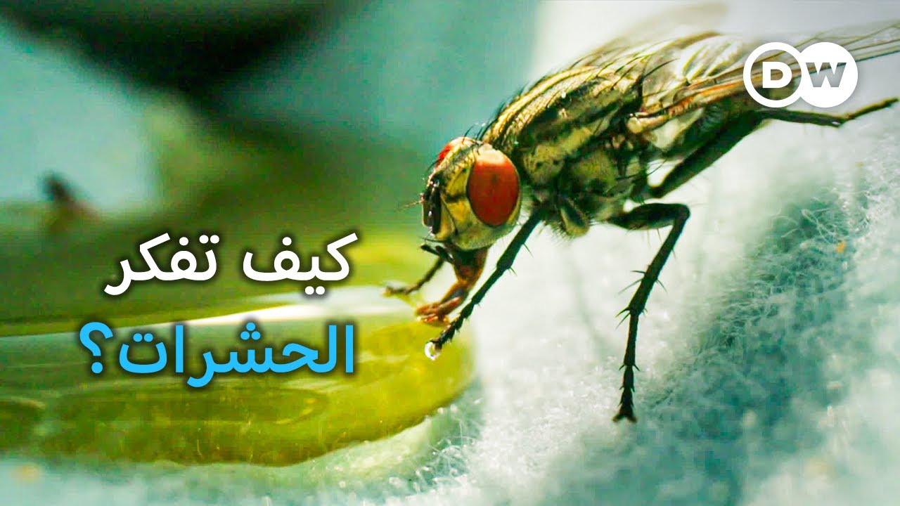 وثائقي | ذكاء الحشرات - كيف يطور النحل والدبابير مهارات ذهنية معقدة؟ | وثائقية دي دبليو