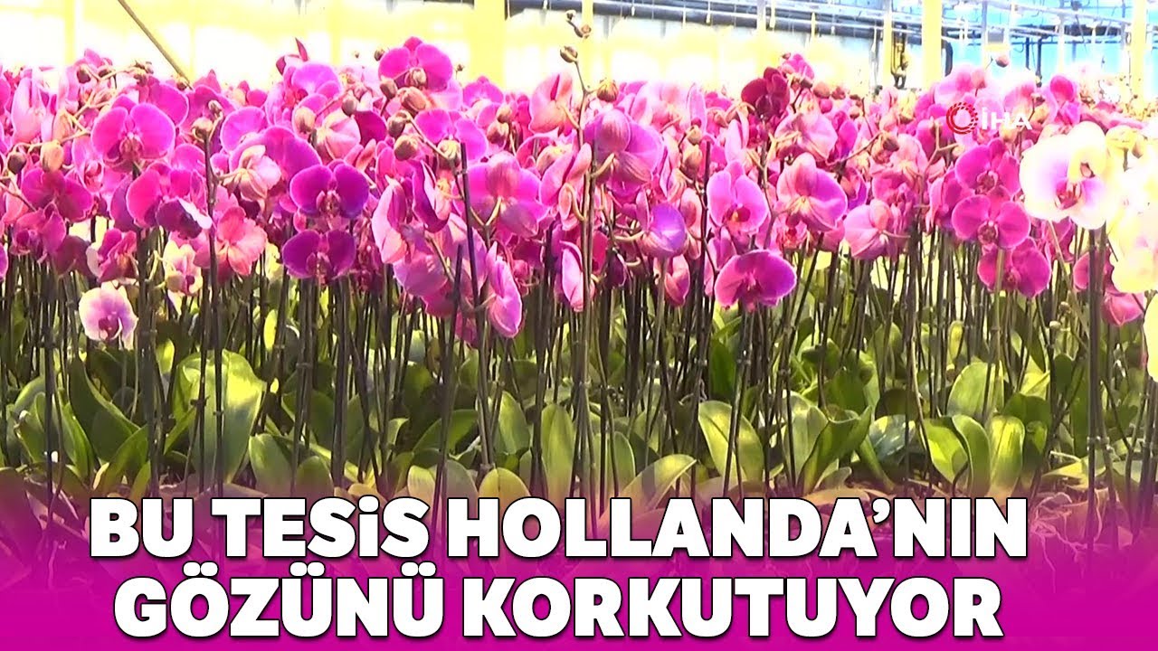 Yalova'da Kurulan Bu Tesis Hollanda’nın Gözünü Korkutuyor