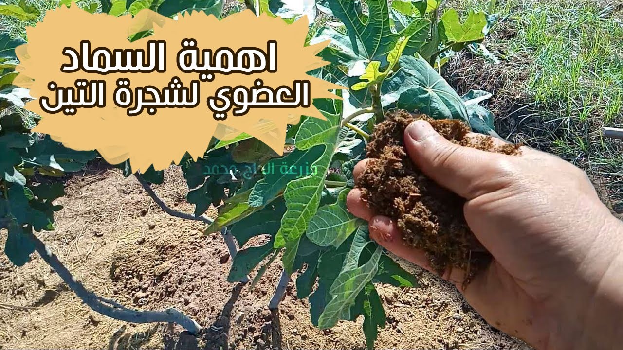احسن طريقة لتسميد شجرة التين بالسماد البلدي مع تحديد الموعد المناسب | fig trees fertilizing