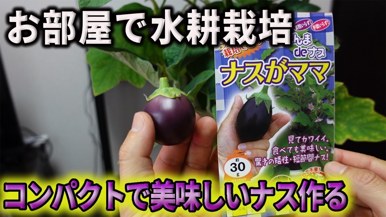 【水耕栽培大学】ナスの室内水耕栽培をやってみた結果！！/Try growing dwarf eggplants by hydroponics！！