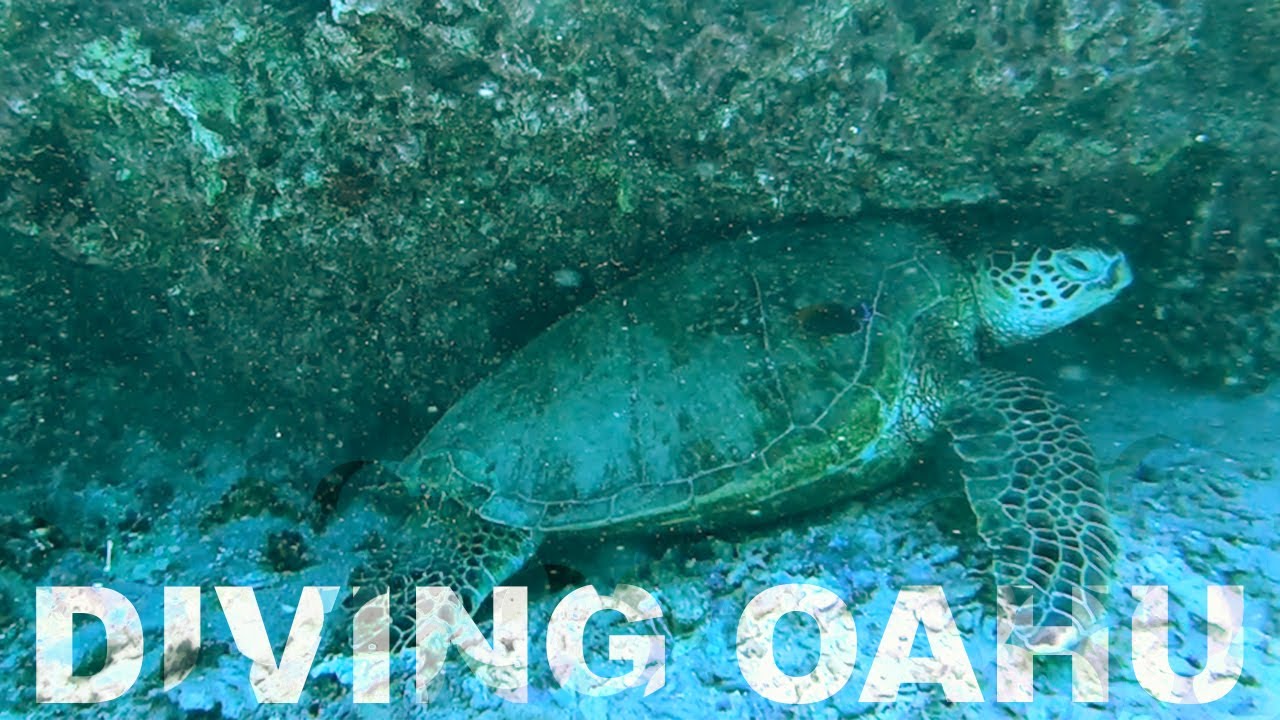 SCUBA DIVING IN OAHU | REEF PIRATES DIVING