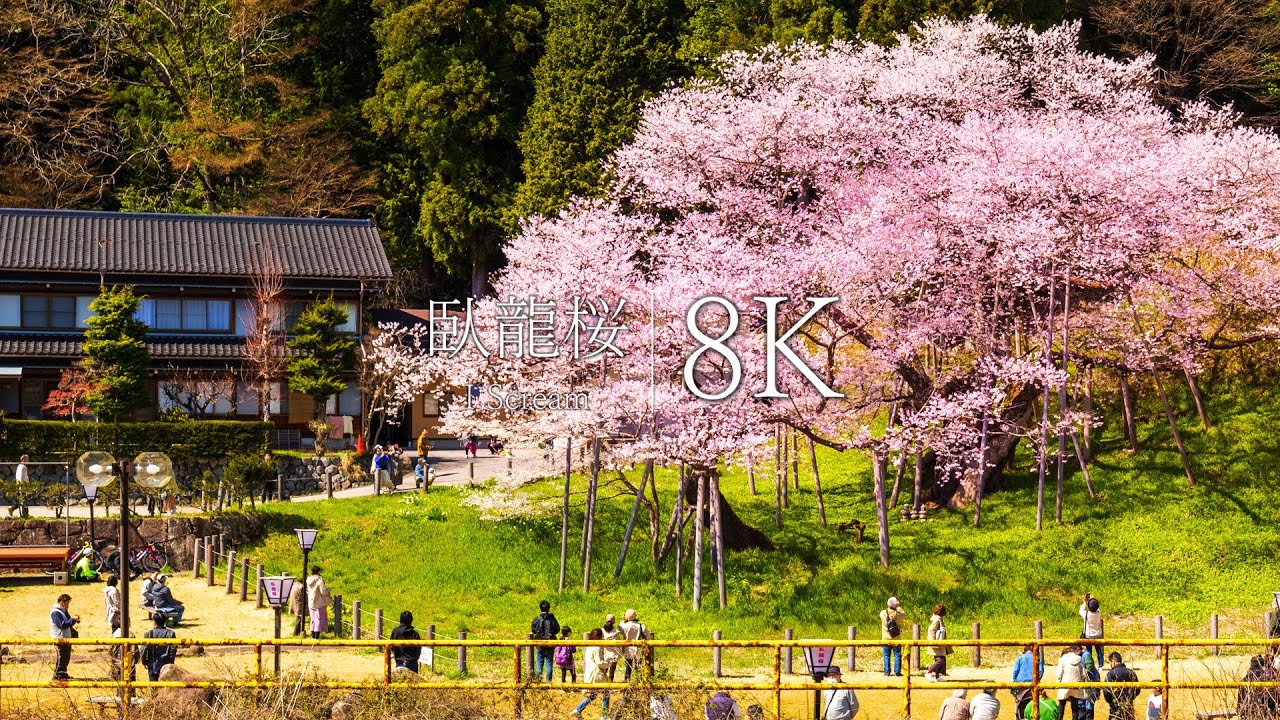 【1100回の春を越えた桜】臥龍桜を訪ねて - Japan in 8K