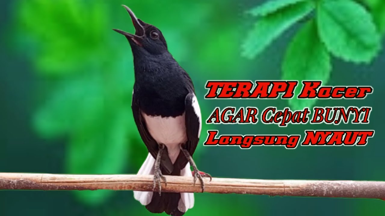 Pancingan kacer ngeplong gacor bikin bahan cepat gacor, Masteran kacer durasi panjang berjam jam!!