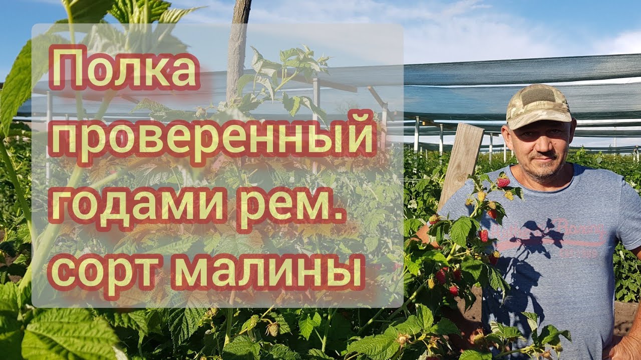 Ремонтантный сорт малины Полка .Как всегда безотказный