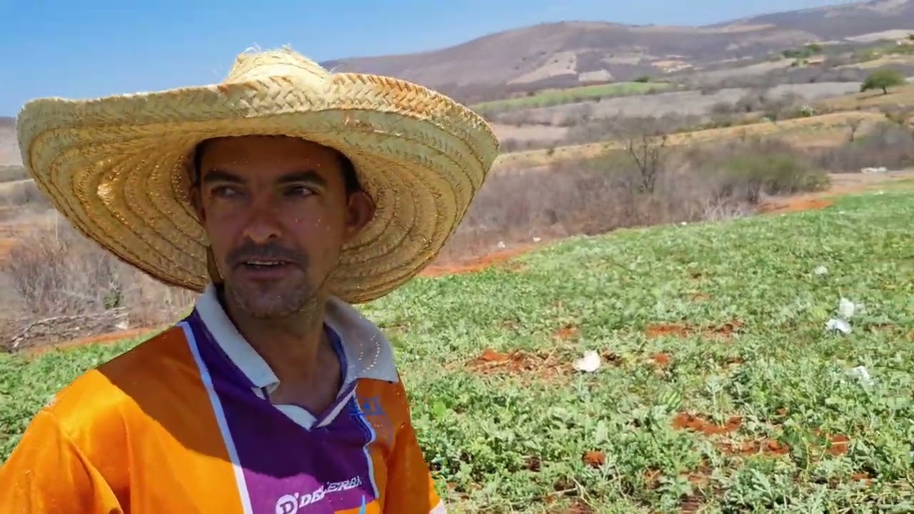 Como Fazer Manejo Correto de Melancia