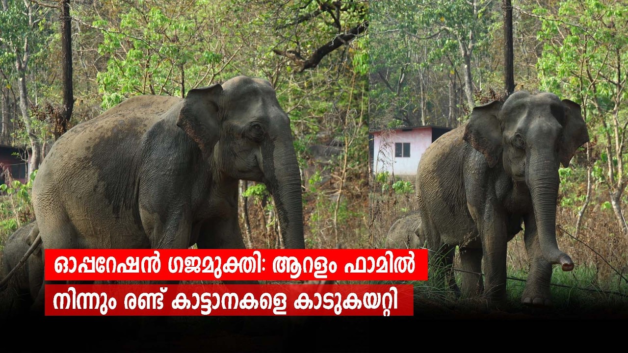 ഓപ്പറേഷൻ ഗജമുക്തി: ആറളം ഫാമിൽ നിന്നും രണ്ട് കാട്ടാനകളെ  കാടുകയറ്റി