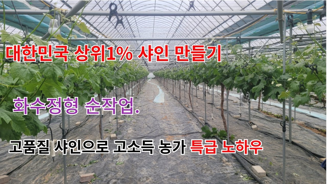 샤인머스켓 대한민국 상위1% 농장  화수정리외  특급 노하우 전수