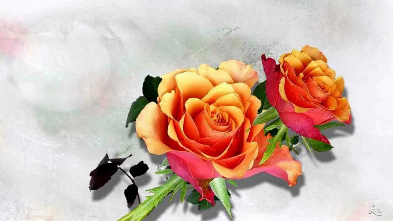 Les Belles Roses