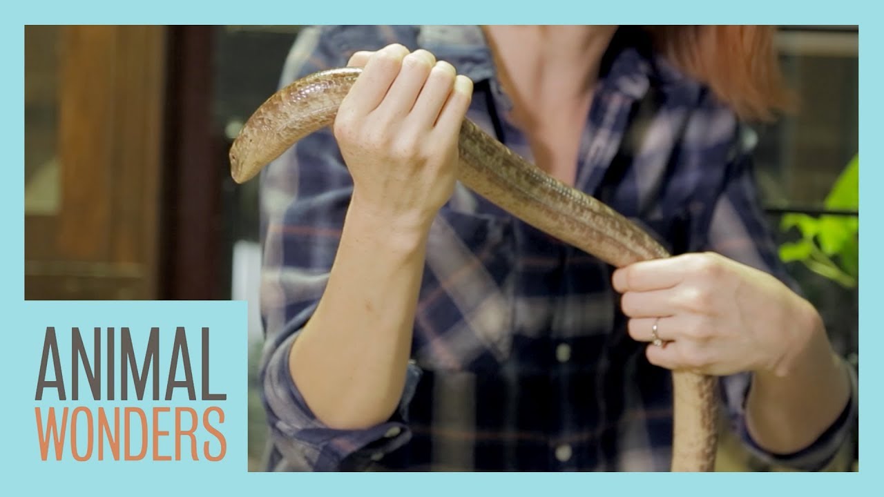 Holding A Legless Lizard