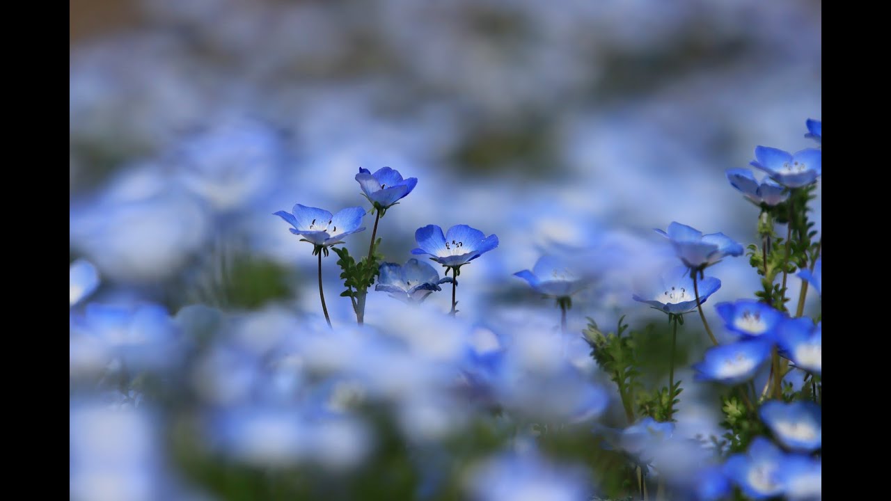 2025年4月17日大宮花の丘農林公苑