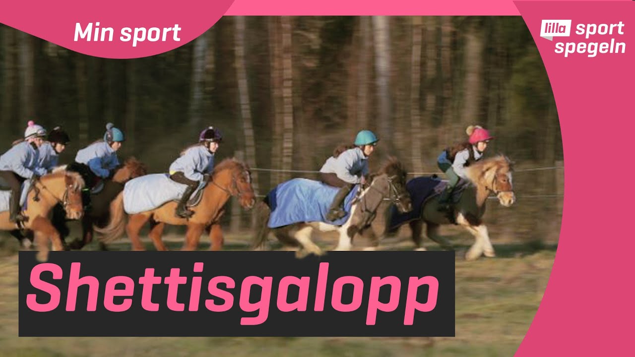 Ponnygalopp med busiga Shettisar! | Lilla Aktuellt