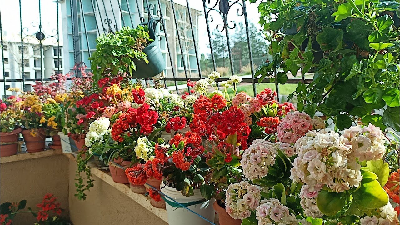 SONUÇ MUHTEŞEM!🌹🤲🌹RENK CÜMBÜŞÜ BALKON BAHÇEM