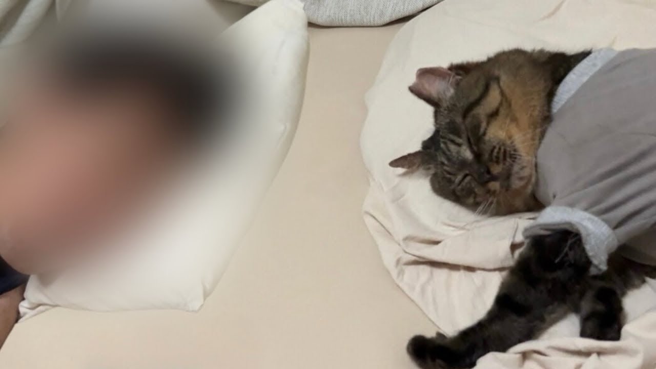 お引越し先で夫と一緒に添い寝してる愛猫が可愛すぎました…