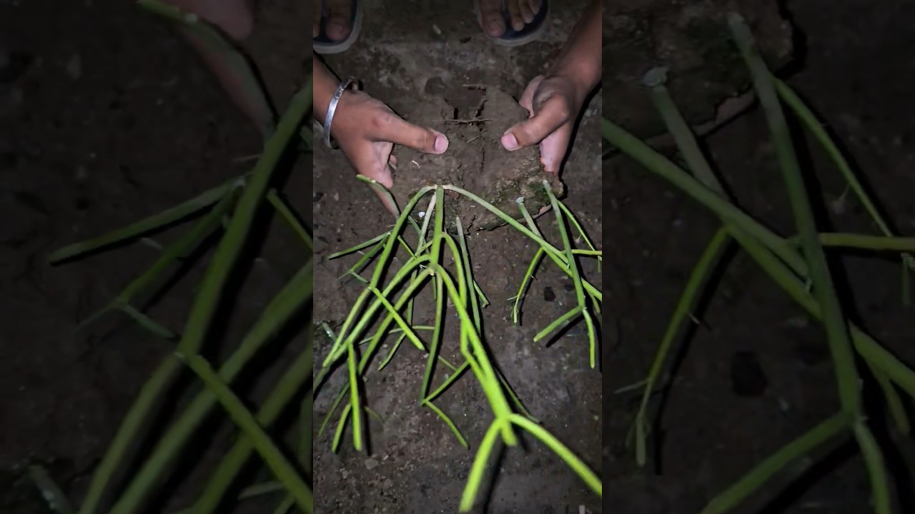 Pencil cactus cuttings popagation 