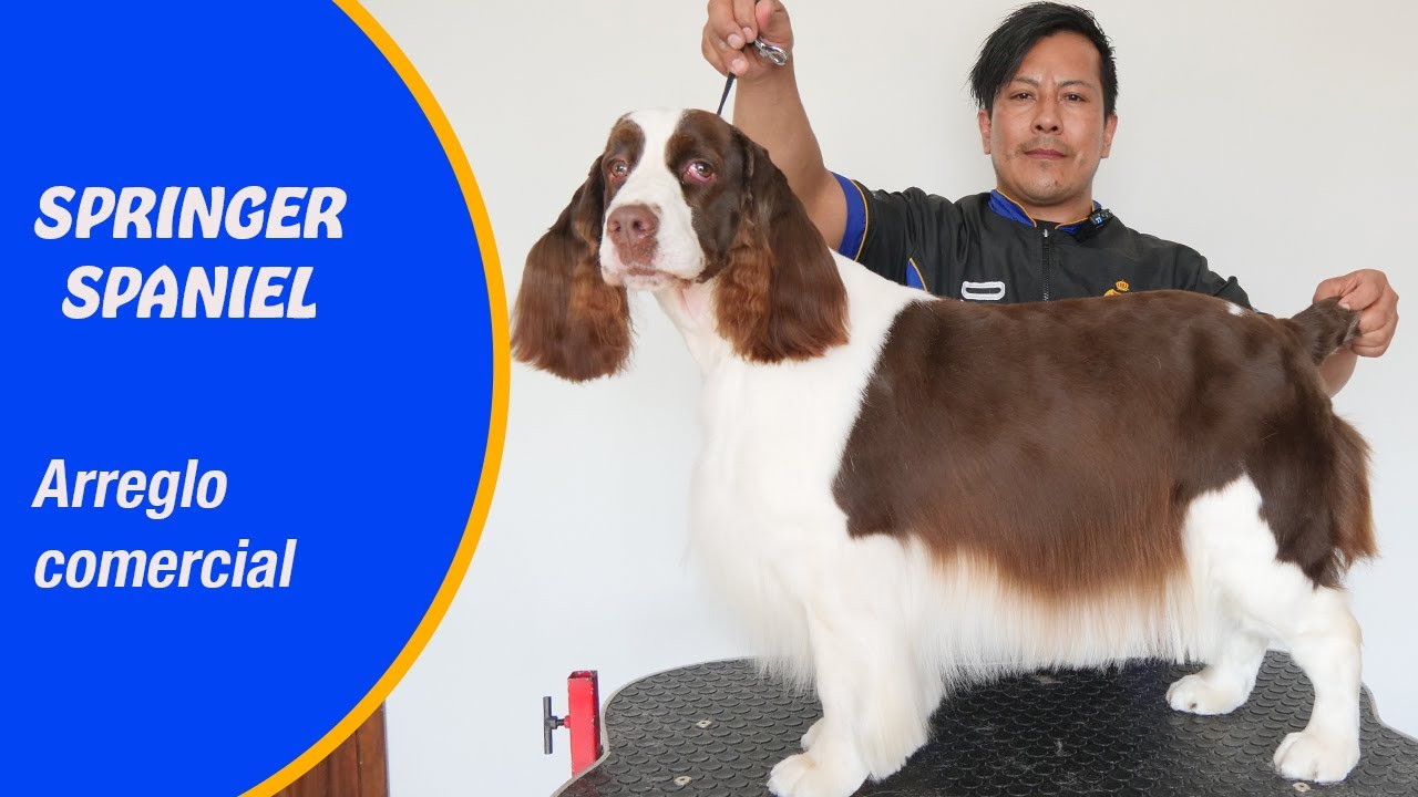 Corte de peluquería canina comercial, para springer spaniel con XAVI JUSTO