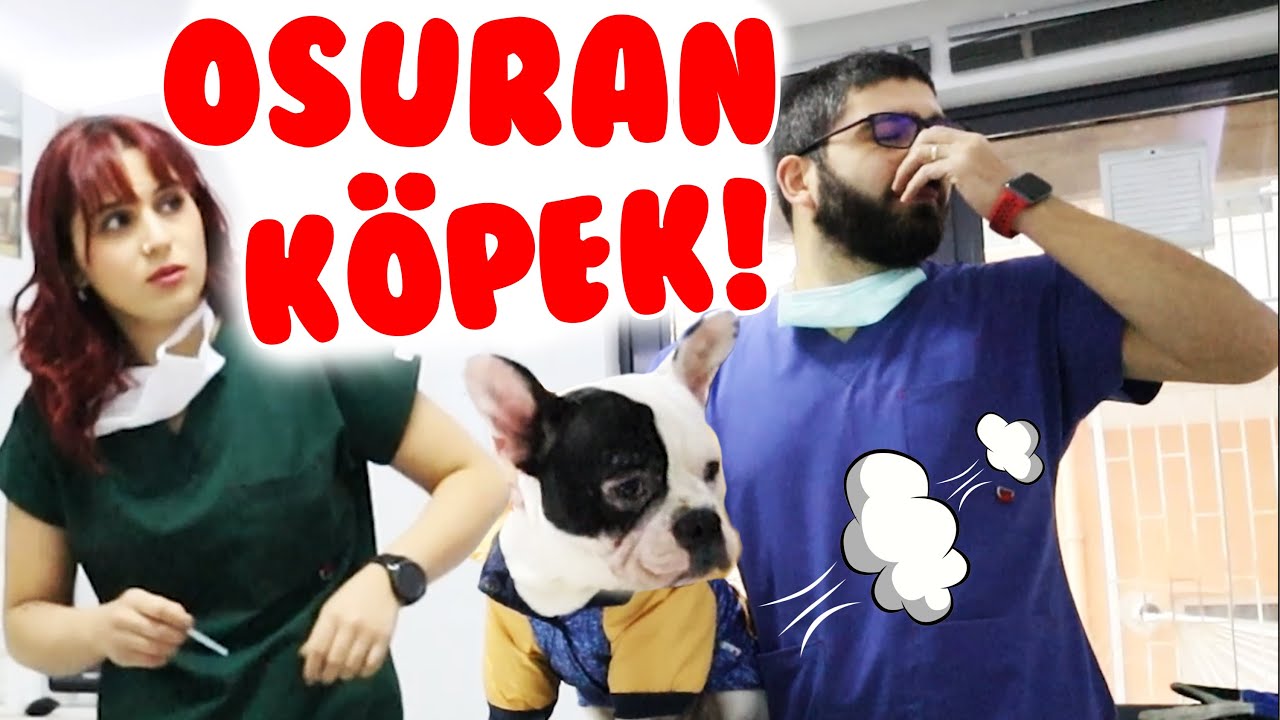 Пупка собаки Zİ здесь здесь! 😩 Мы отравились) Говорящие Cats