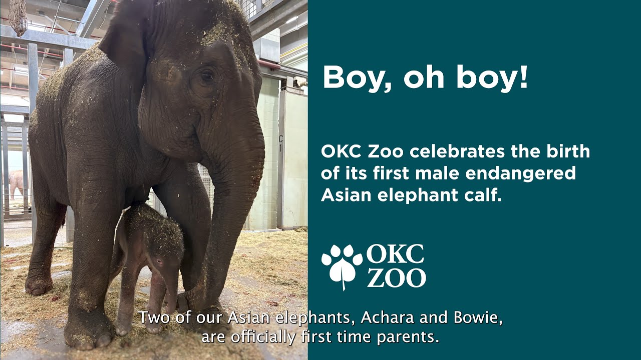 Boy, oh boy! Welcome Xerxes, the OKC Zoo's first ever male Asian elephant calf