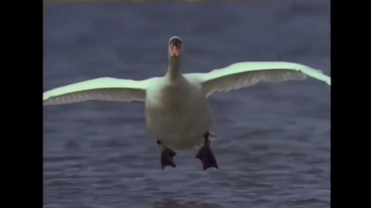Labut&iacute; vzlet a přist&aacute;n&iacute; ( verze s mou hudbou a střihem) 🎬