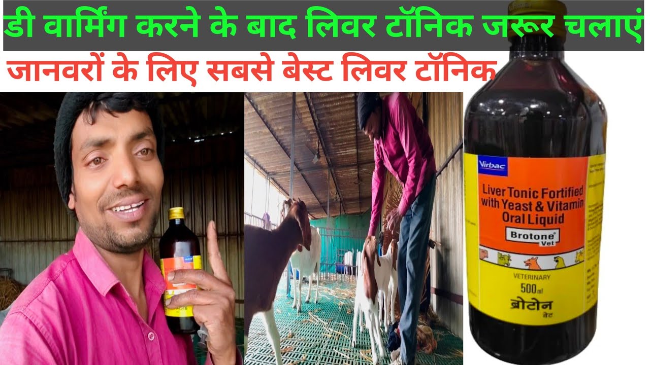 बकरियों को डी वार्मिंग करने के बाद लिवर टॉनिक जरूर चलाएं ! Pihu goat farms #farming #goatfarming 