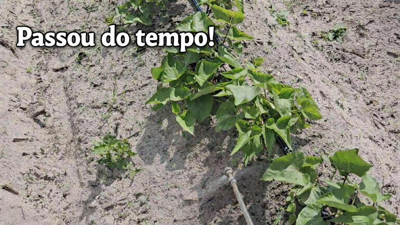 Plantação de batata doce: Começamos a fazer os serviços que estavam atrasados 