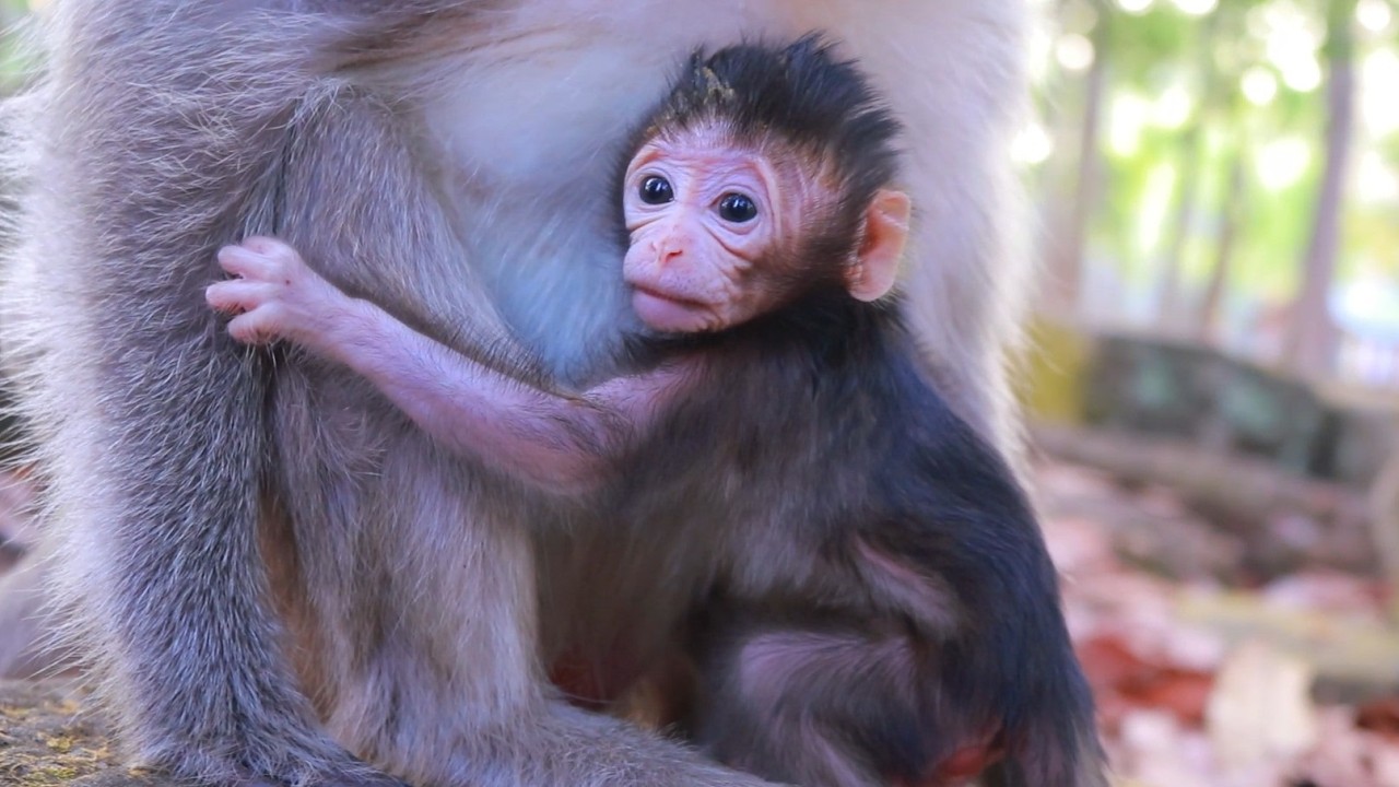 Awesome Little Baby Eleanor With Mum Ellen