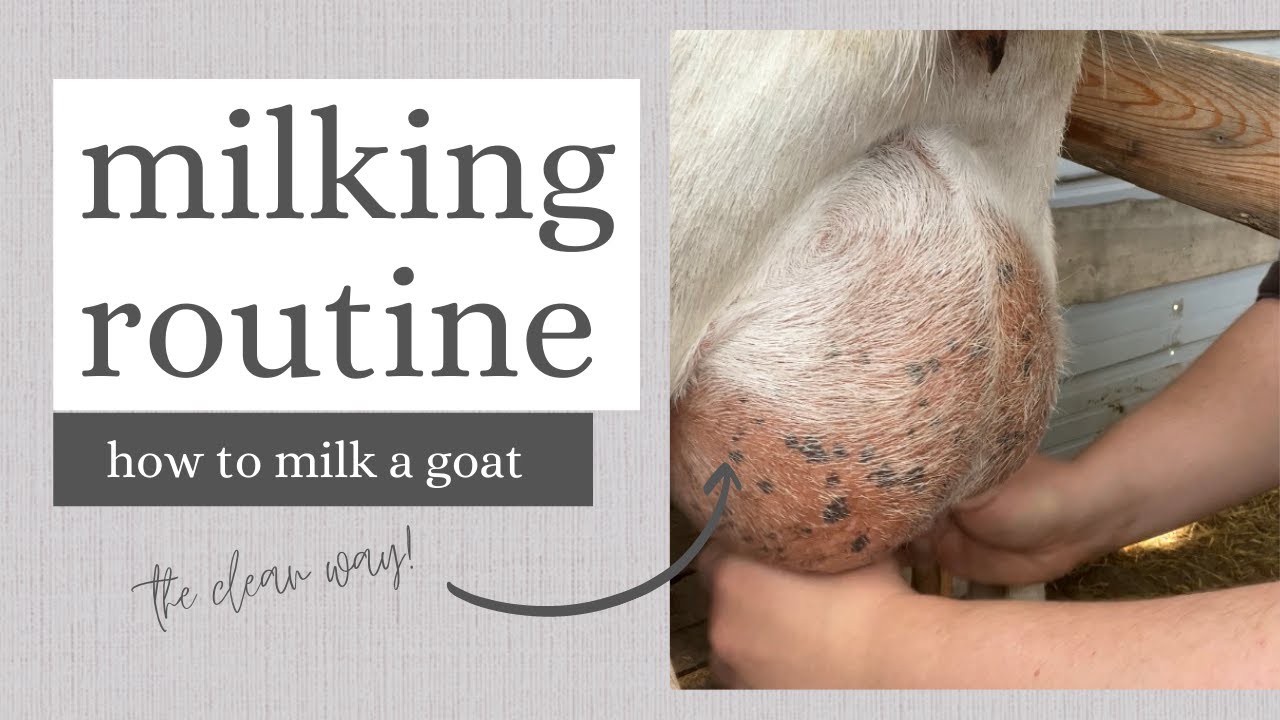 HOW TO MILK A GOAT | Our Tips for Clean Milk
