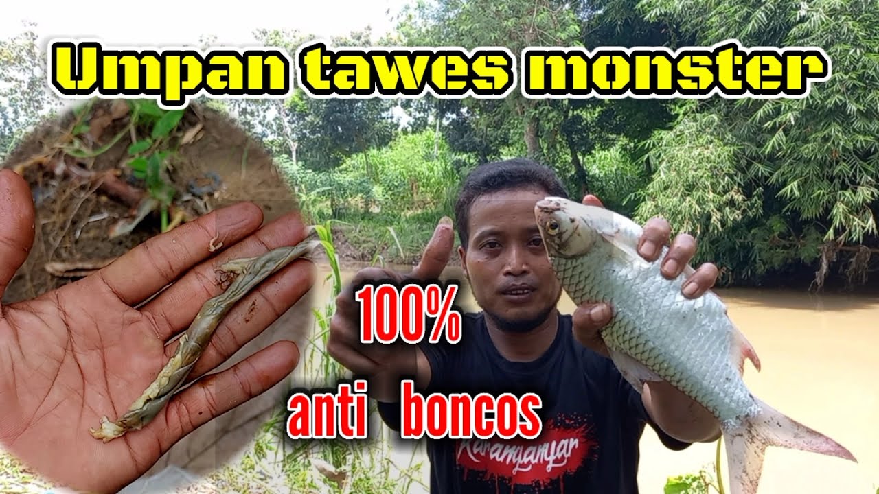 REKOR !! MANCING TAWES/BADER MONSTER PAKAI UMPAN PALING JITU.Umpan baru turun langsung di sambar.