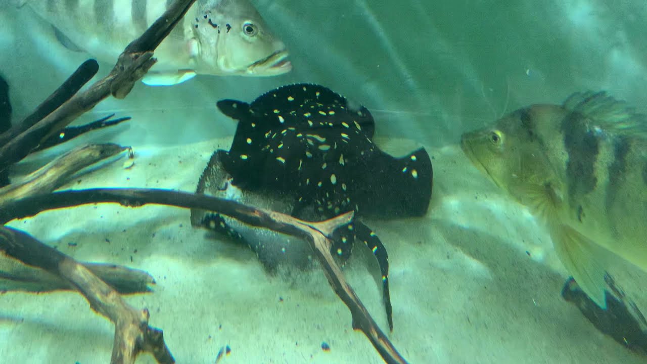 Stingray mating... 18+ only