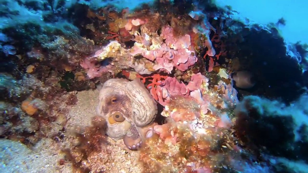 Dive in national parc des calanques, Marseille, GOPRO