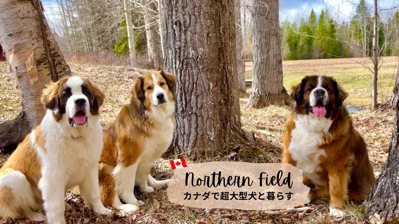 我が家の犬ご飯作り／ドッグフードは毎月40kg超え！超大型犬 3頭と カナダで田舎暮らし・海外生活