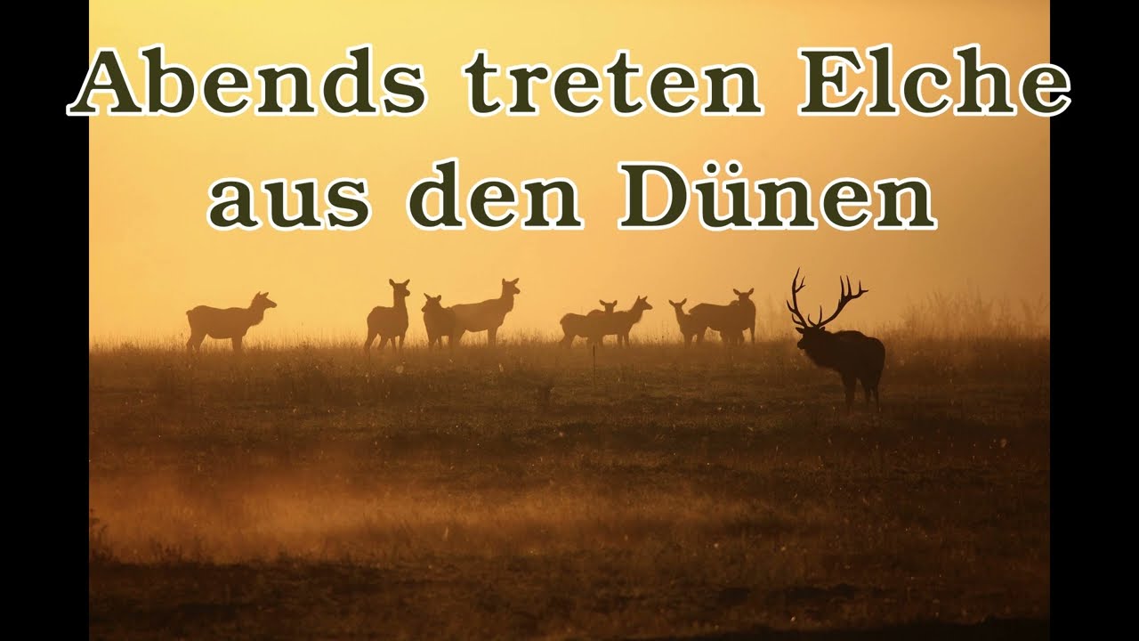 Abends treten Elche aus den Dünen [Volkslied]