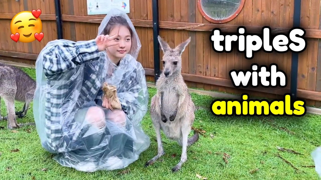 tripleS and their relationship with animals