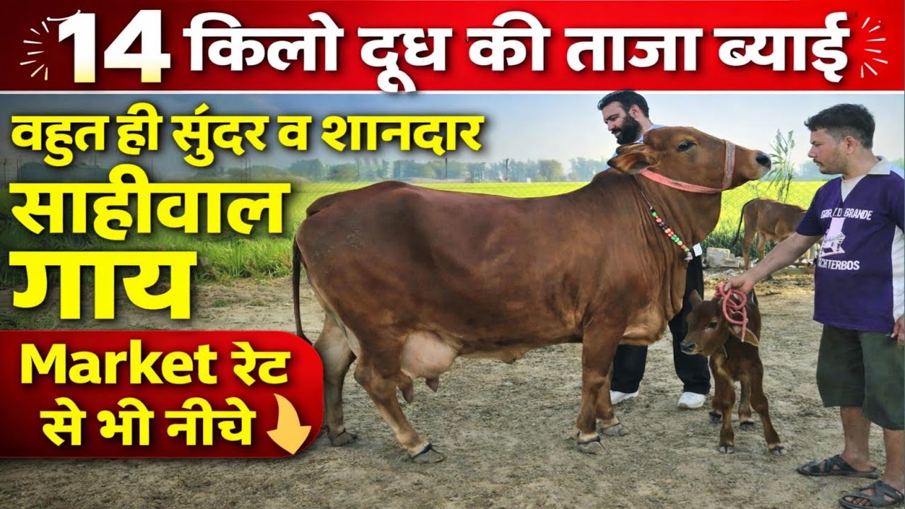 सुंदर व शानदार साहीवाल गाय||14 किलो दूध कांटे के तोल पर||ताजा ब्याई||19 किलो milk capacity