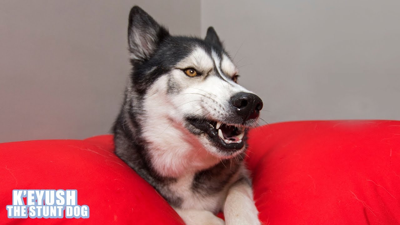 Husky Demands I Get Off HIS Beanbag