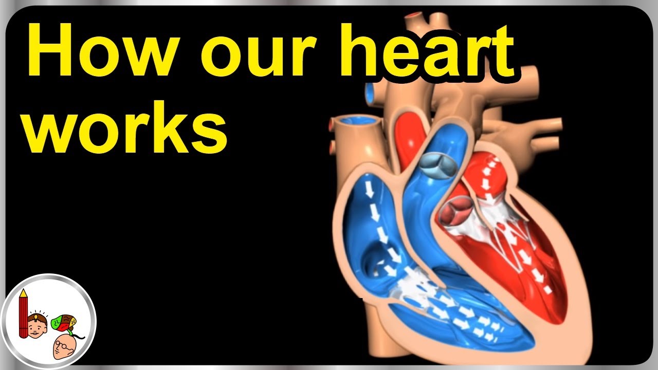 How our heart works &ndash; Structure and function (3D animation) - In English
