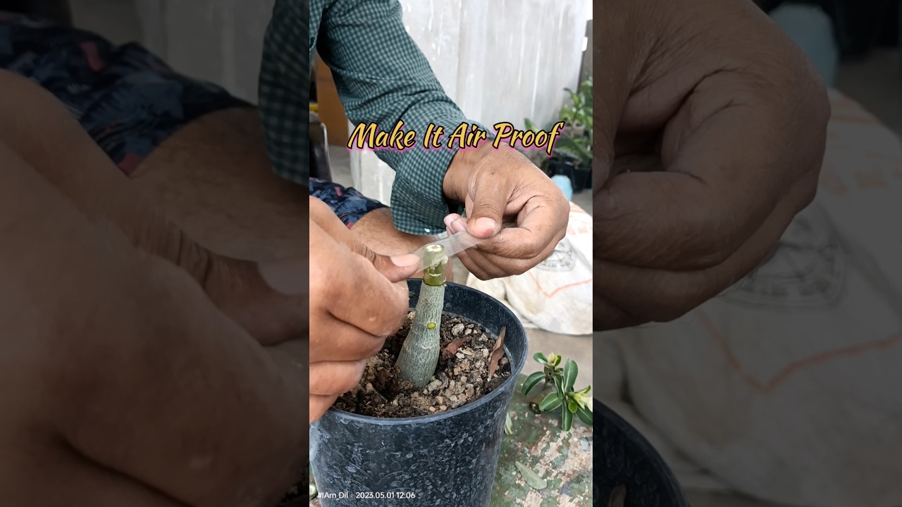 Adenium Grafting With Result Update: Easy Way #adenium #shorts