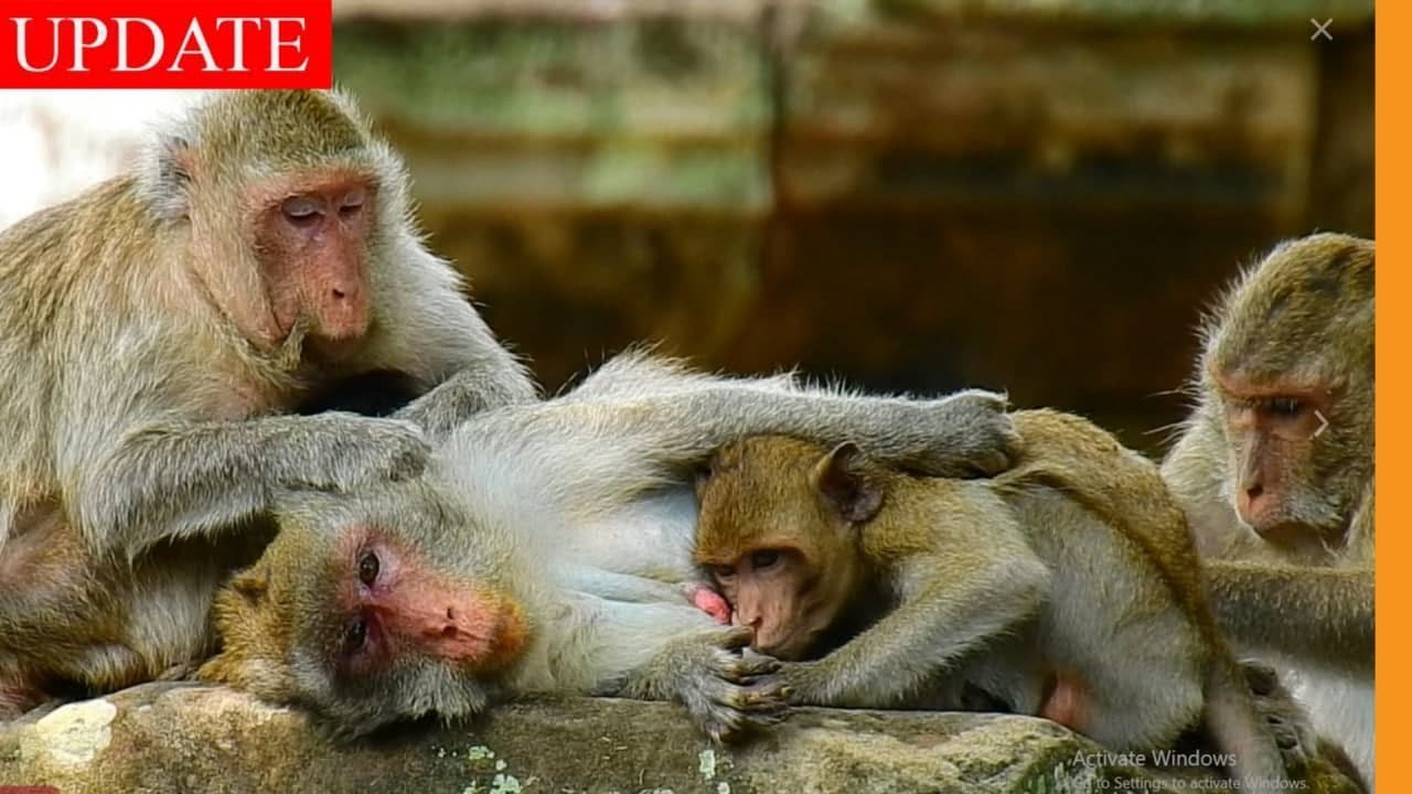 Dead End !!  Janna Speechless When Strict Monkeys Stay Near Jane