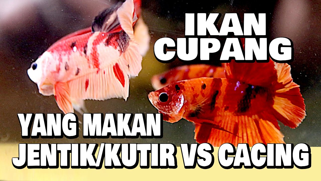 IKAN CUPANG MAKAN KUTU AIR/JENTIK DAN MAKAN CACING SUTRA - PERBEDAANNYA