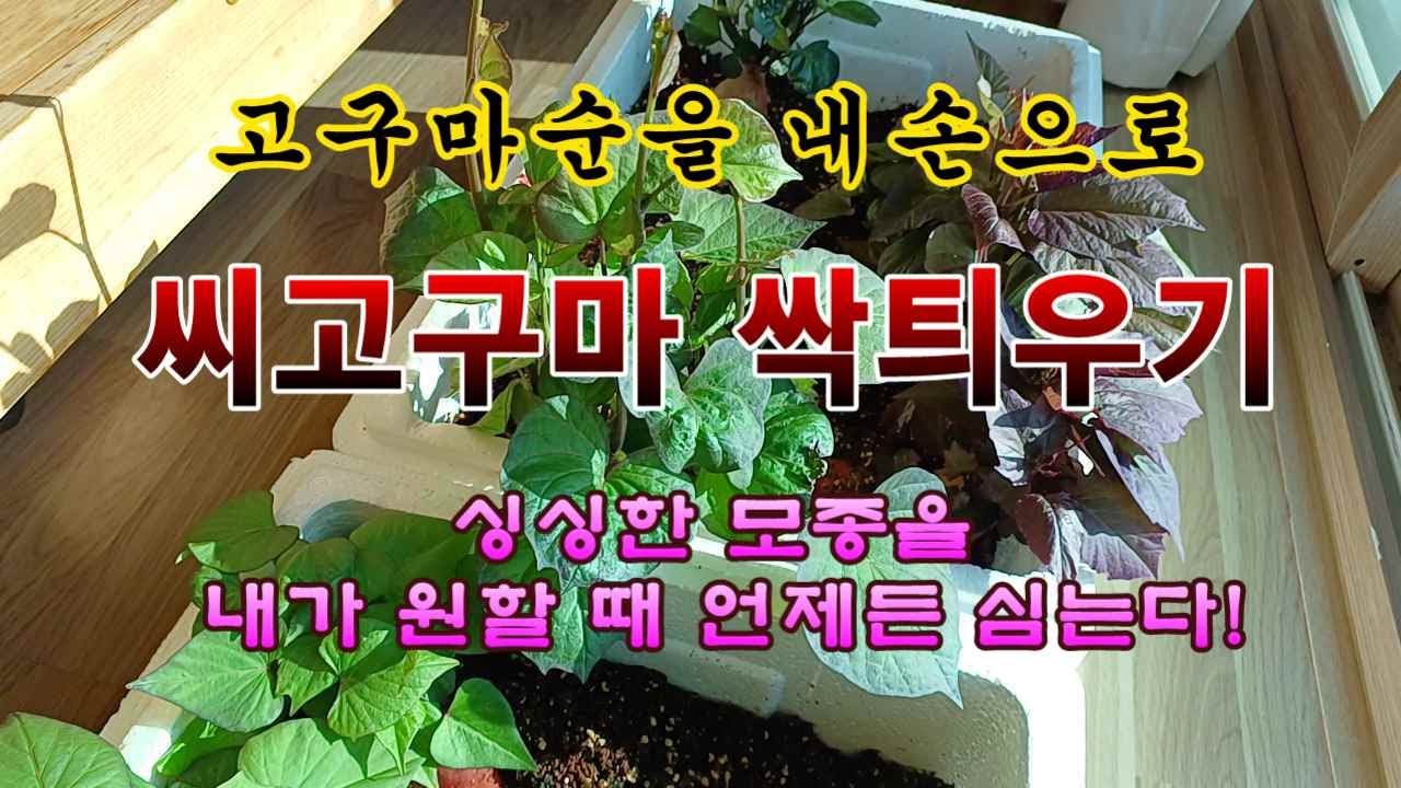 [텃밭농부 2,138]  싱싱한 고구마 순을 내 손으로 키운다! 씨고구마 싹 틔우기. #고구마재배 #고구마모종