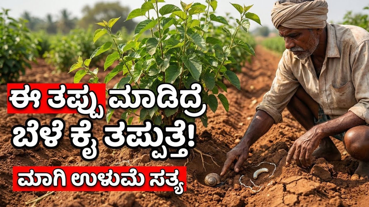 ಈ ಸಮಯದಲ್ಲಿ ಮಾಗಿ ಉಳುಮೆ ಮಾಡದಿದ್ದರೆ ಹಿಪ್ಪುನೇರಳೆ ತೋಟಕ್ಕೆ ಭಾರೀ ನಷ್ಟ! | ರೈತರಿಗೆ ಎಚ್ಚರಿಕೆ
