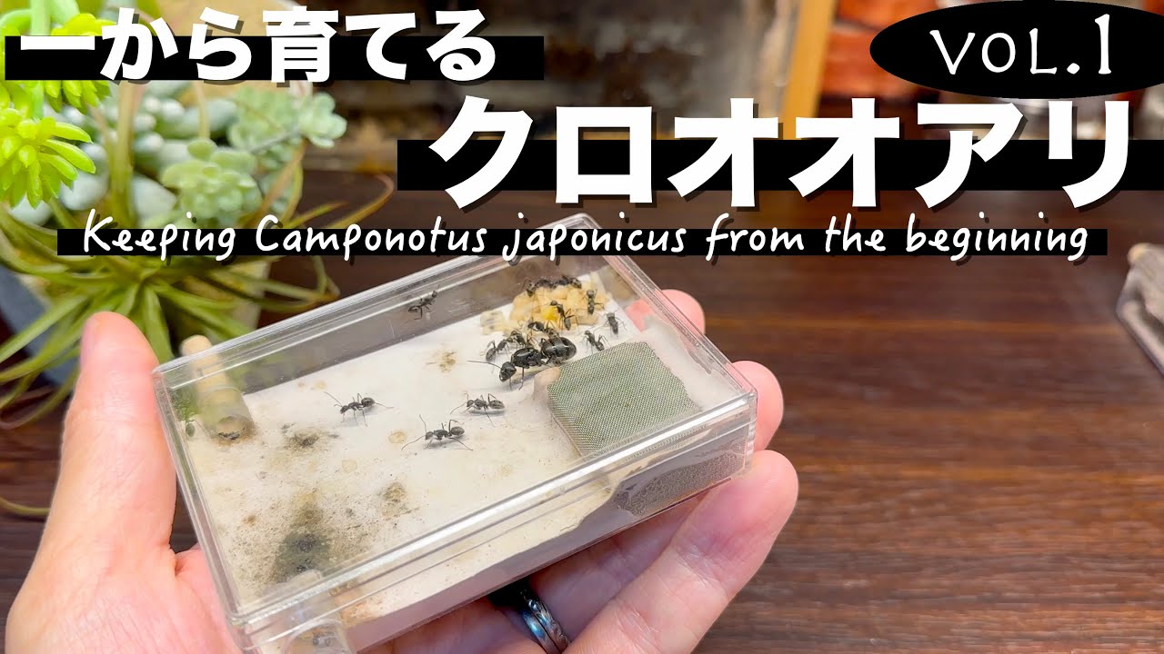 【アリ飼育】一から育てるクロオオアリ vol.1 〜女王蟻の結婚飛行から約3ヶ月。新女王が初期コロニーを創設するまで〜 【蟻観察キット】【蟻飼い方】